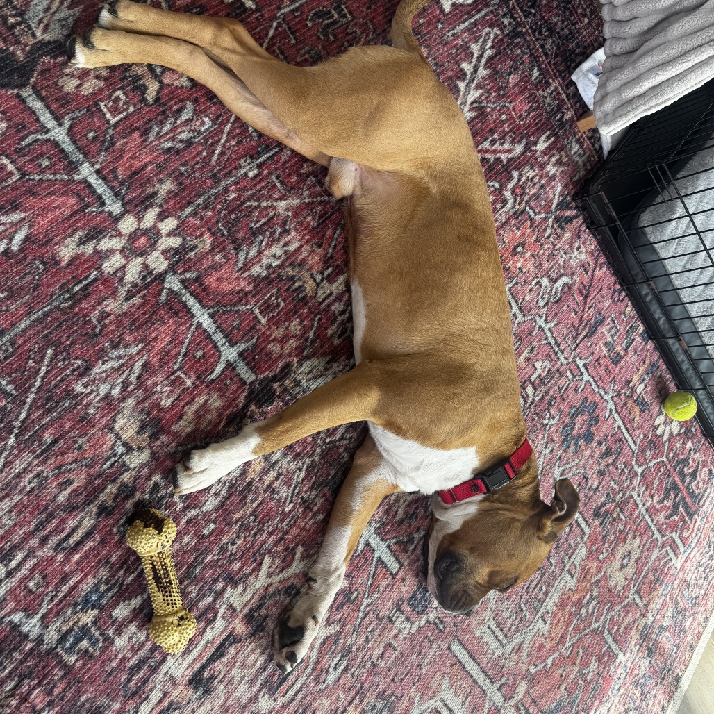 Other Photos of thie Dog