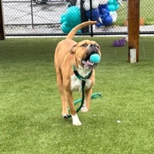 Other Photos of thie Dog