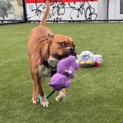 Other Photos of thie Dog