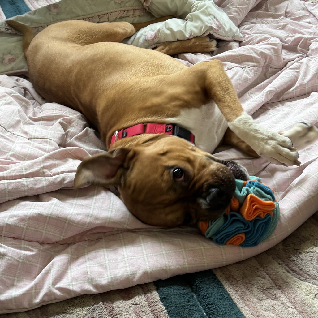 Other Photos of thie Dog