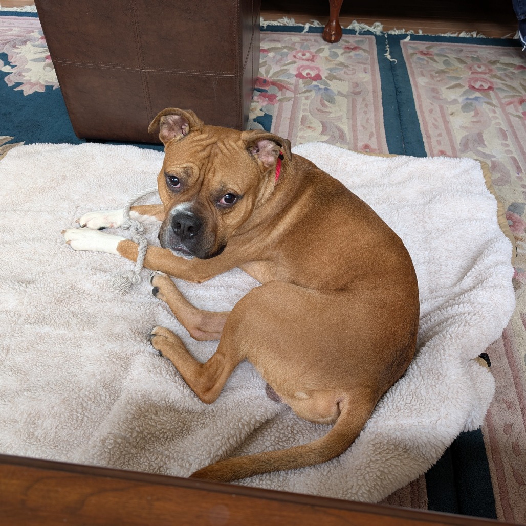 Other Photos of thie Dog
