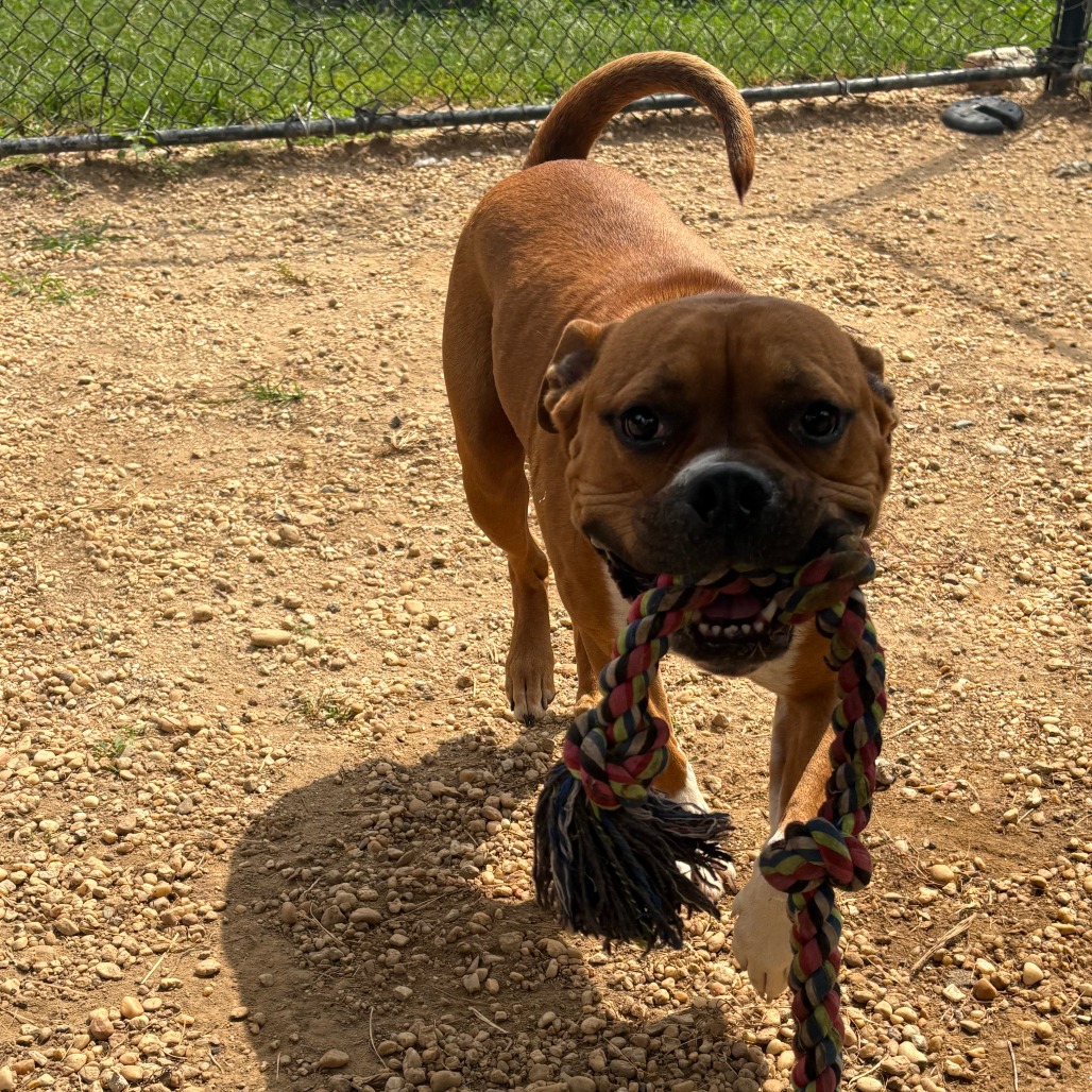 Other Photos of thie Dog