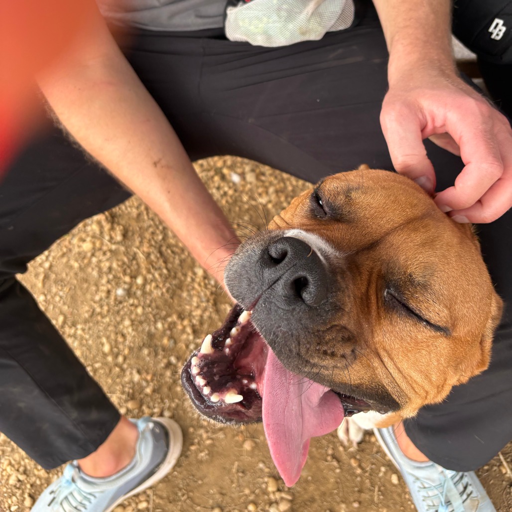 Other Photos of thie Dog