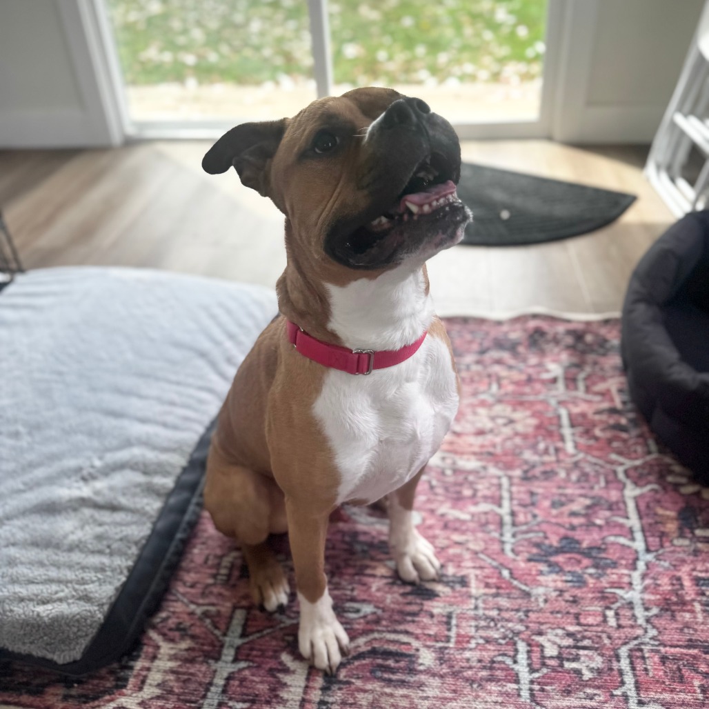 Other Photos of thie Dog