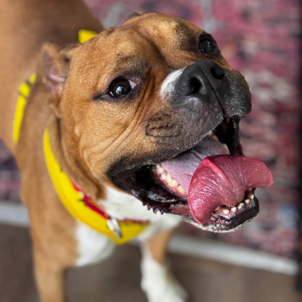 Theodore, a American Staffordshire Terrier (mix breed), available for adoption