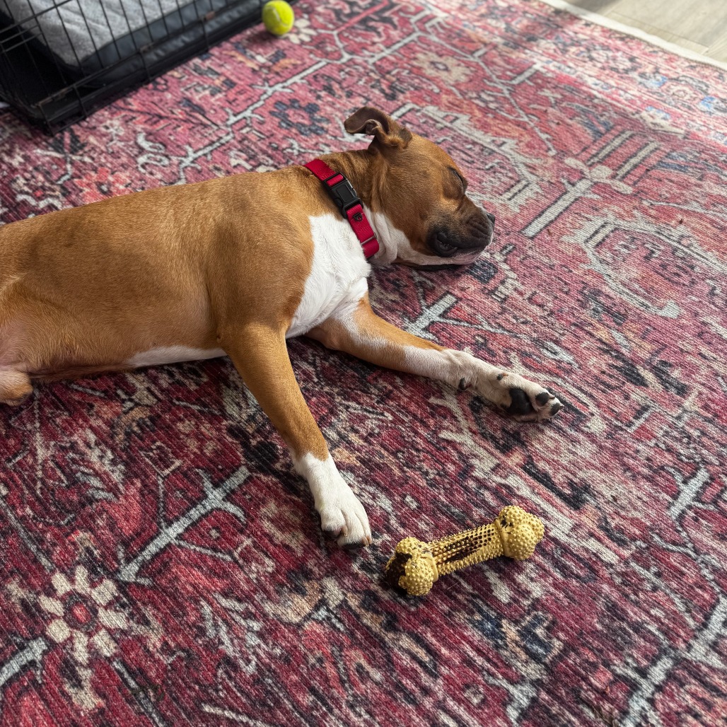 Other Photos of thie Dog