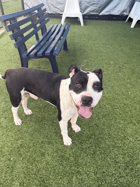 Charlie, a American Staffordshire Terrier (mix breed), available for adoption