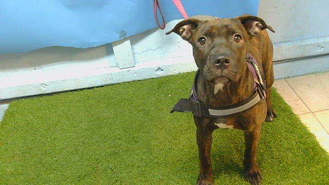 A5800505, a Bullmastiff, available for adoption