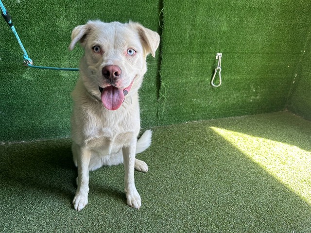 Minnie Lee, a Siberian Husky, available for adoption