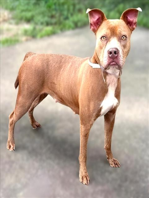 Leslie, a Staffordshire Bull Terrier (mix breed), available for adoption