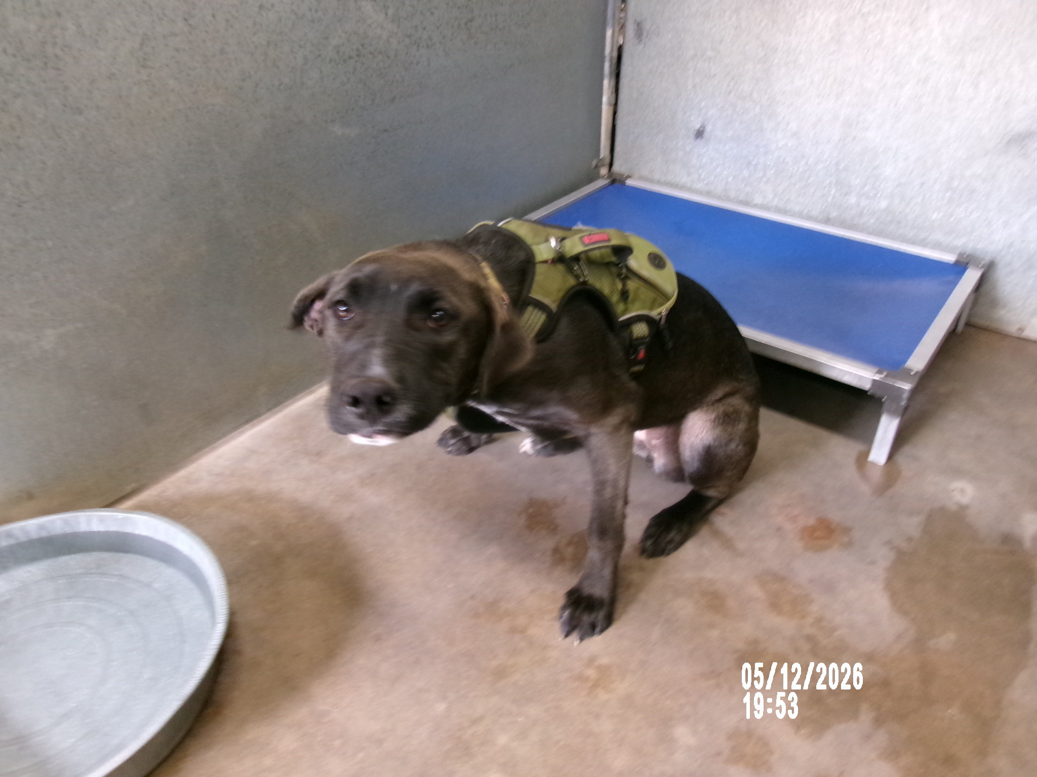 Nova, a American Staffordshire Terrier (mix breed), available for adoption