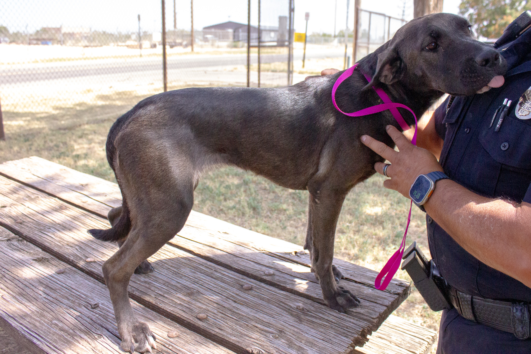Nova, a American Staffordshire Terrier (mix breed), available for adoption