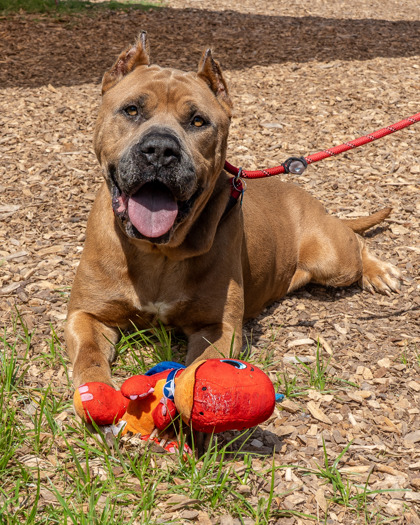 Sleekcoat, a Mastiff (mix breed), available for adoption