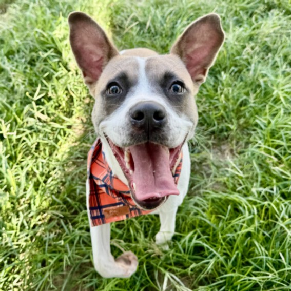 Vaca, a Staffordshire Bull Terrier (mix breed), available for adoption