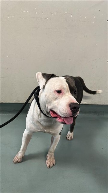 Sparky, a Pit Bull Terrier, available for adoption