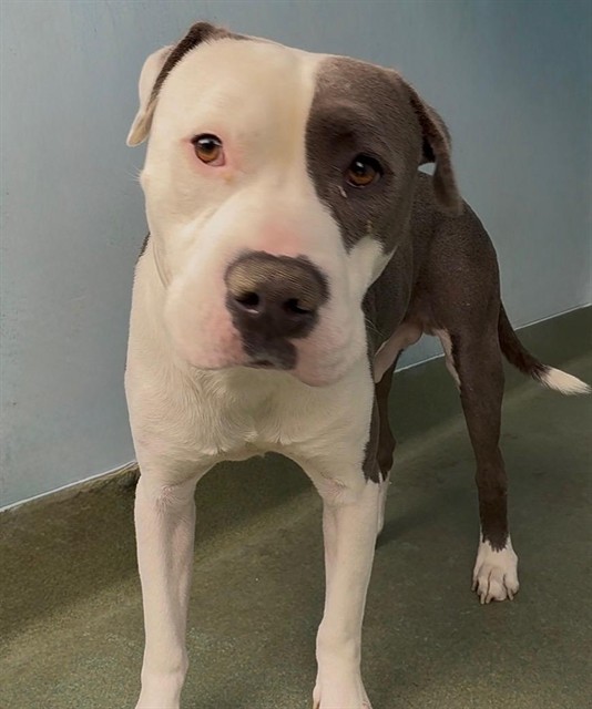 Sparky, a Pit Bull Terrier, available for adoption