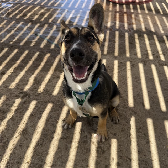 Apollo, a Shepherd (mix breed), available for adoption