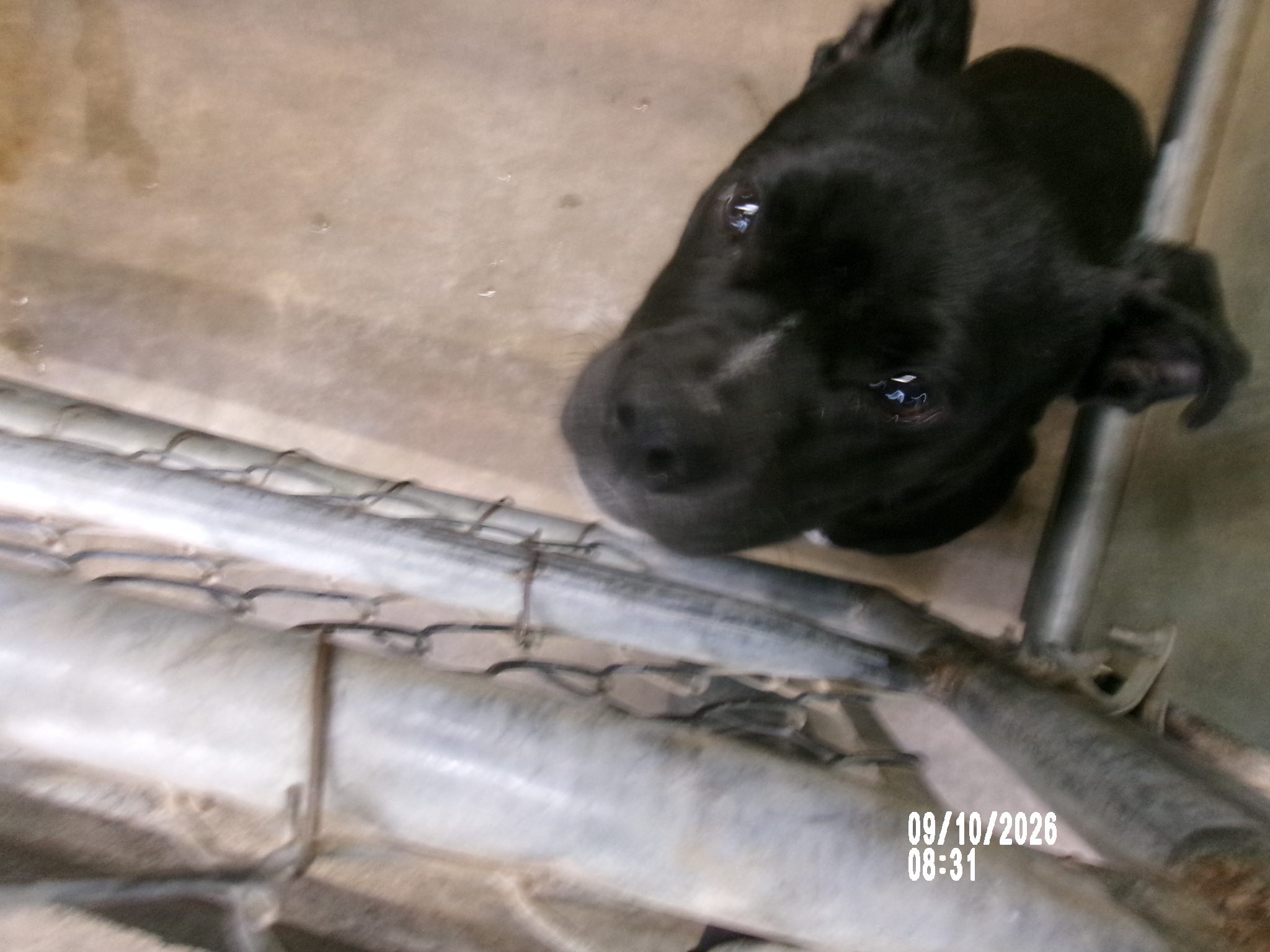 Cain, a Staffordshire Bull Terrier (mix breed), available for adoption