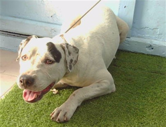 A5801884, a Bullmastiff, available for adoption