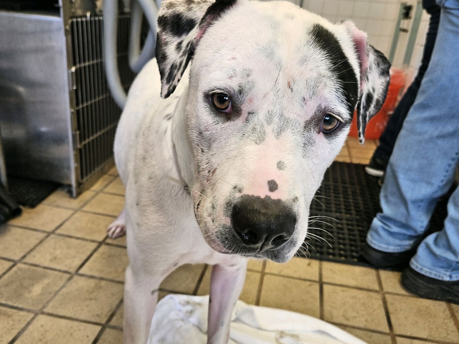 Darla, a Bullmastiff, available for adoption