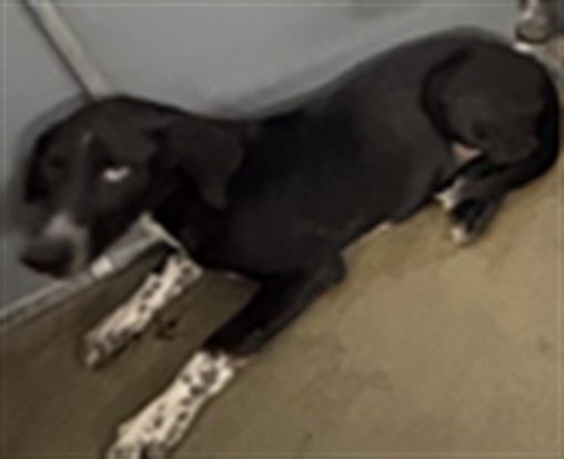 A035175, a Retriever (mix breed), available for adoption