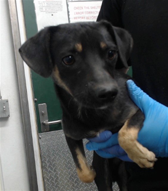 Jack, a Chihuahua, available for adoption