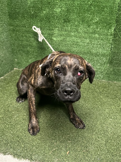 Della, a Mastiff, available for adoption