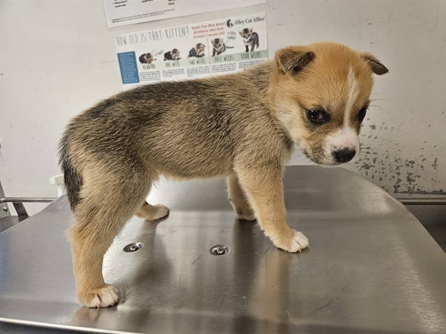 Lucky Charms, a Husky, available for adoption