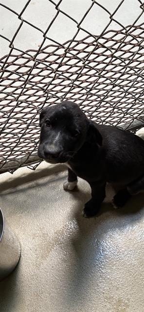 Scarlet, a Hound (mix breed), available for adoption