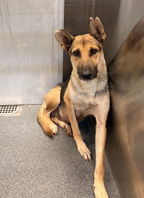 Bessie, a German Shepherd (mix breed), available for adoption