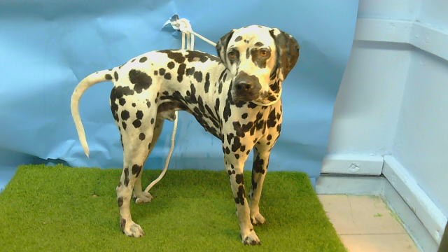 A5803985, a Dalmatian, available for adoption