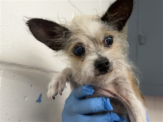 A598583, a Terrier (mix breed), available for adoption