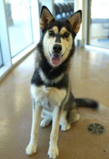 Ariel, a Siberian Husky, available for adoption