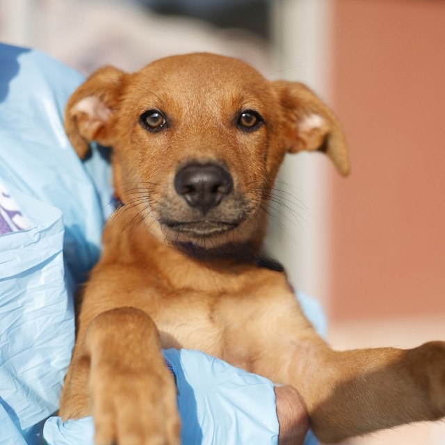Toffee, a Shepherd (mix breed), available for adoption