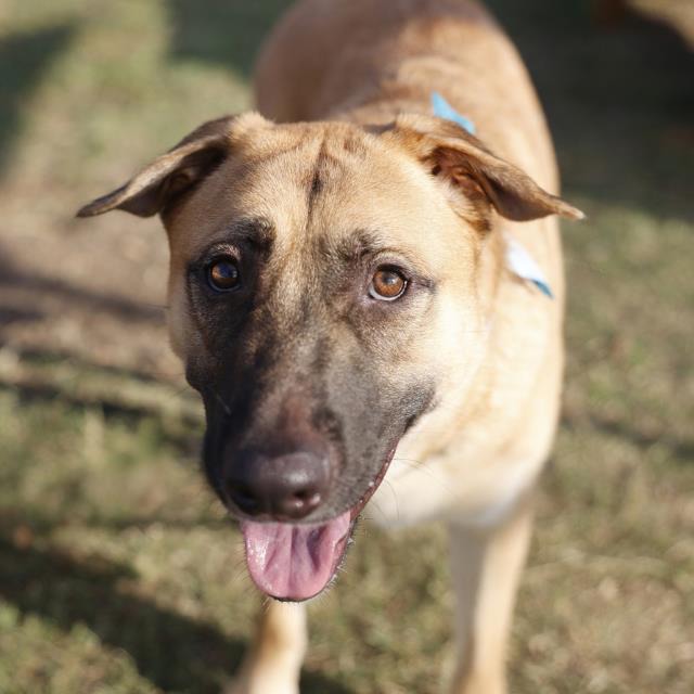 Grub, a Shepherd (mix breed), available for adoption