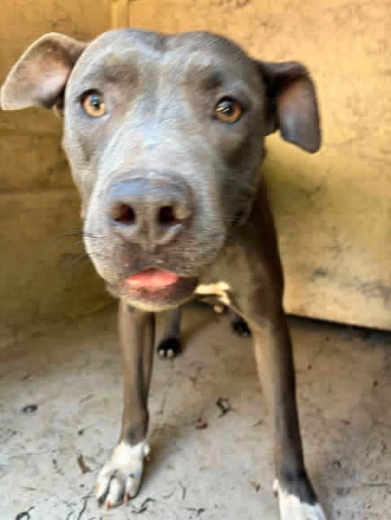 A481225, a Pit Bull Terrier, available for adoption