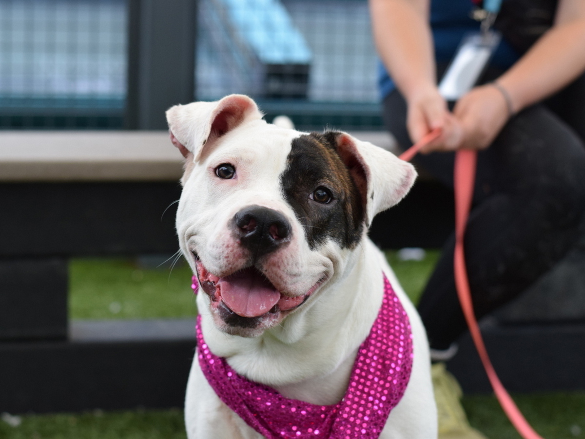 Oreo Cookie, a American Staffordshire Terrier, available for adoption
