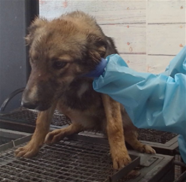 Ramirez, a Shepherd, available for adoption