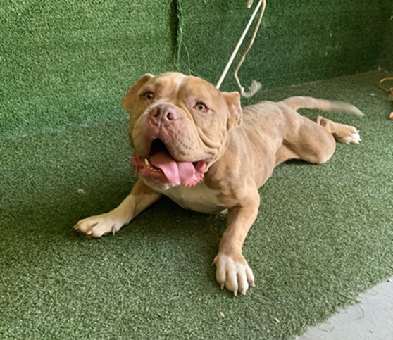 Atlas, a American Bulldog, available for adoption