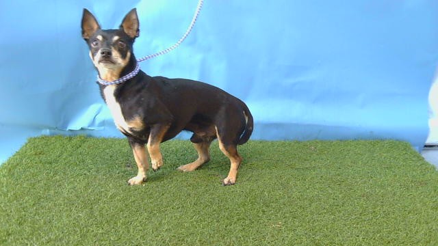 A5805019, a Chihuahua, available for adoption
