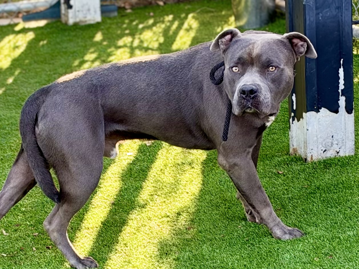 Billie, a Bullmastiff, available for adoption