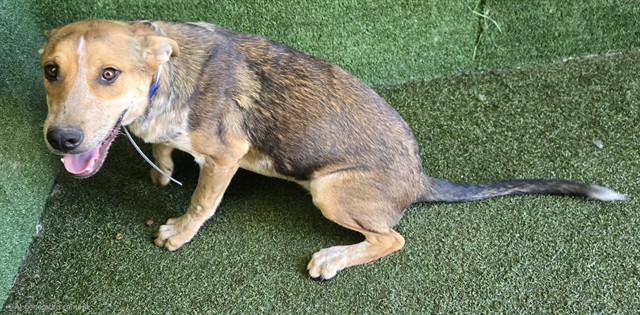 Quinten, a Australian Cattle Dog/Blue Heeler, available for adoption