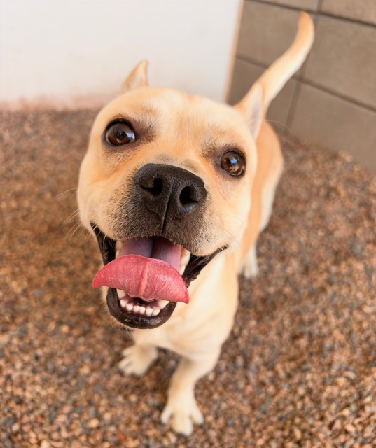 Poutine, a French Bulldog (mix breed), available for adoption