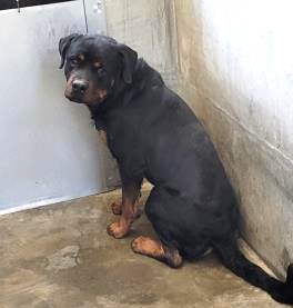 Hulk, a Rottweiler, available for adoption