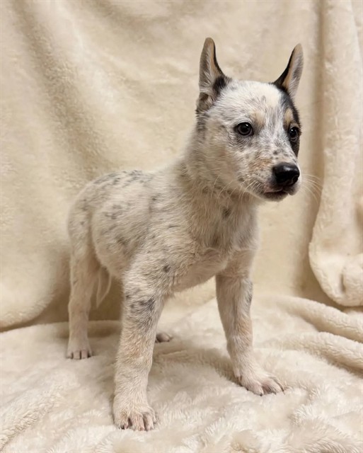 Brain, a Cattle Dog, available for adoption