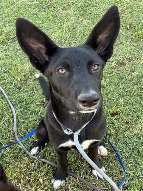 Jill, a Australian Kelpie (mix breed), available for adoption