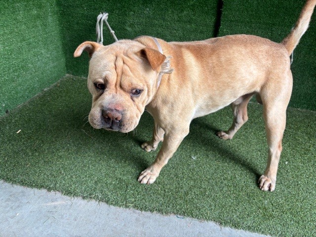 Canello, a Shar Pei, available for adoption