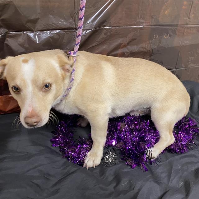 Casper, a Chihuahua, available for adoption