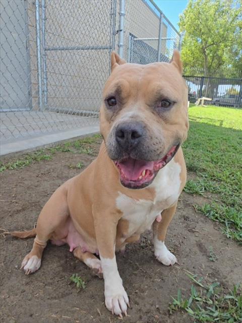 Shelby, a Pit Bull Terrier, available for adoption