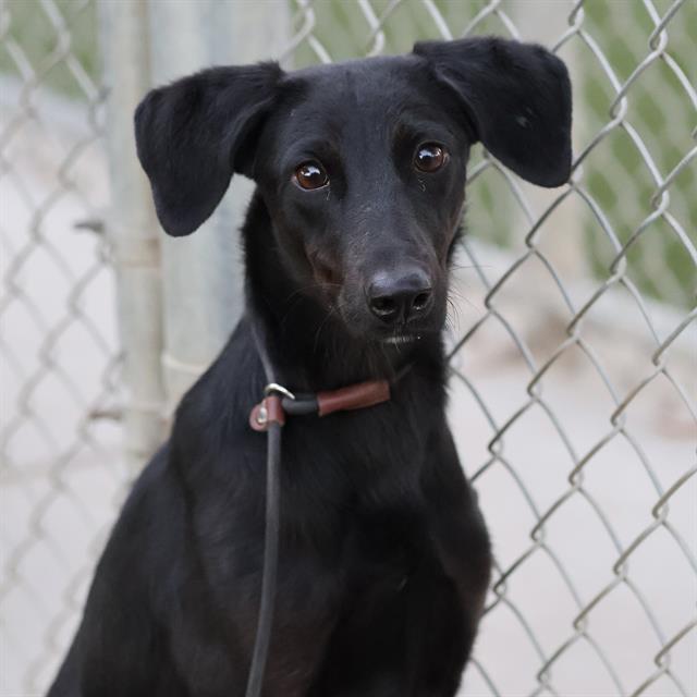 Mavis, a Doberman Pinscher, available for adoption